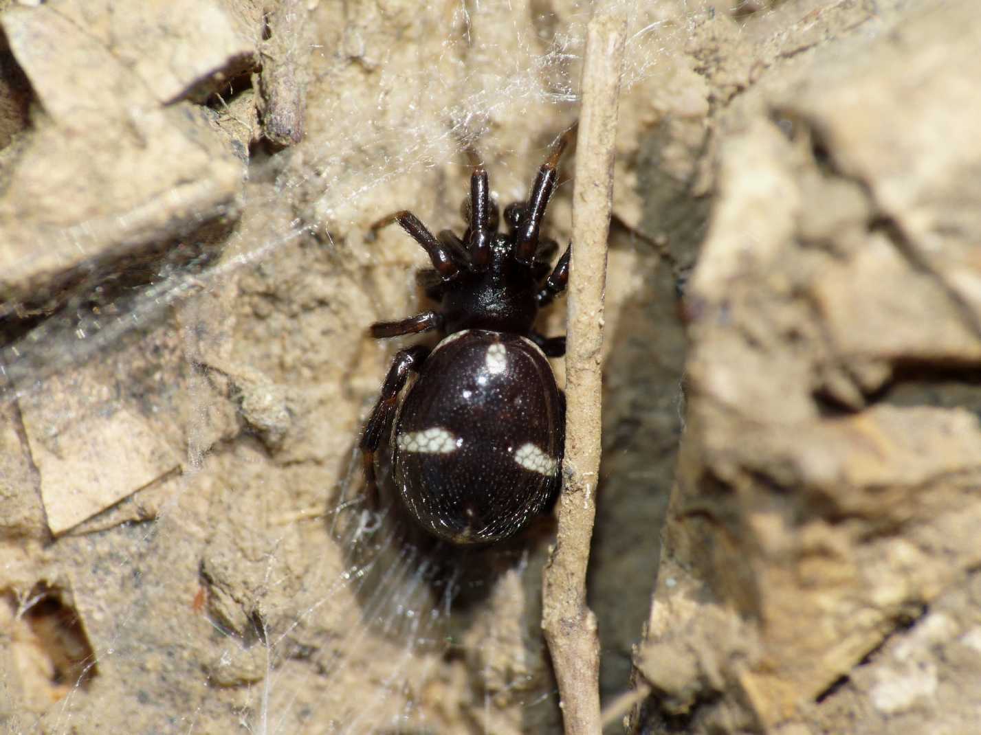 Asagena phalerata.